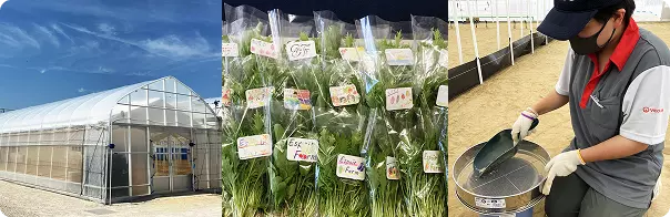 エスポアファーム：ビニールハウスと収穫した野菜と農作業中の従業員